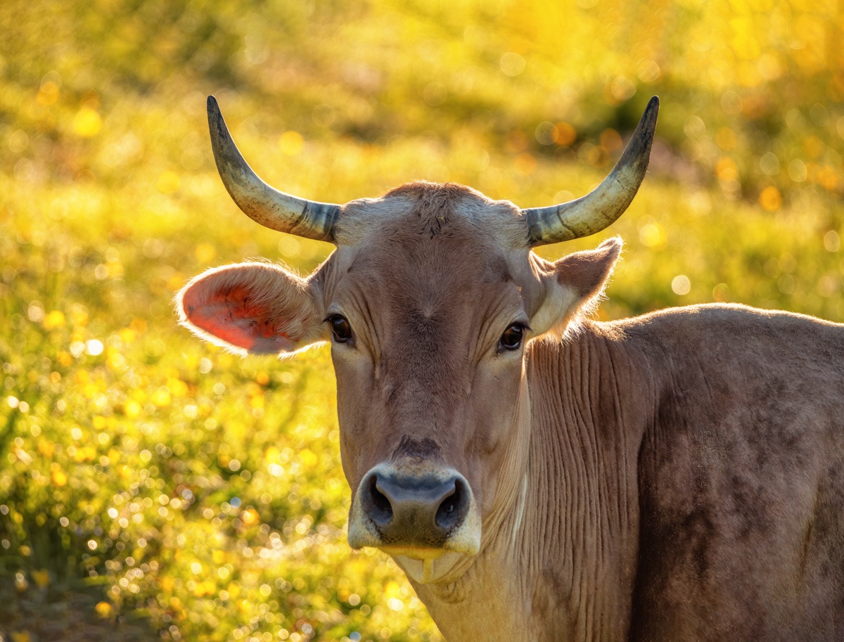 KUHBILDER - 9292 - e3fe26b8 1 292 Herbst Allgäu Kuh Bild Kuhbilder gelb grün