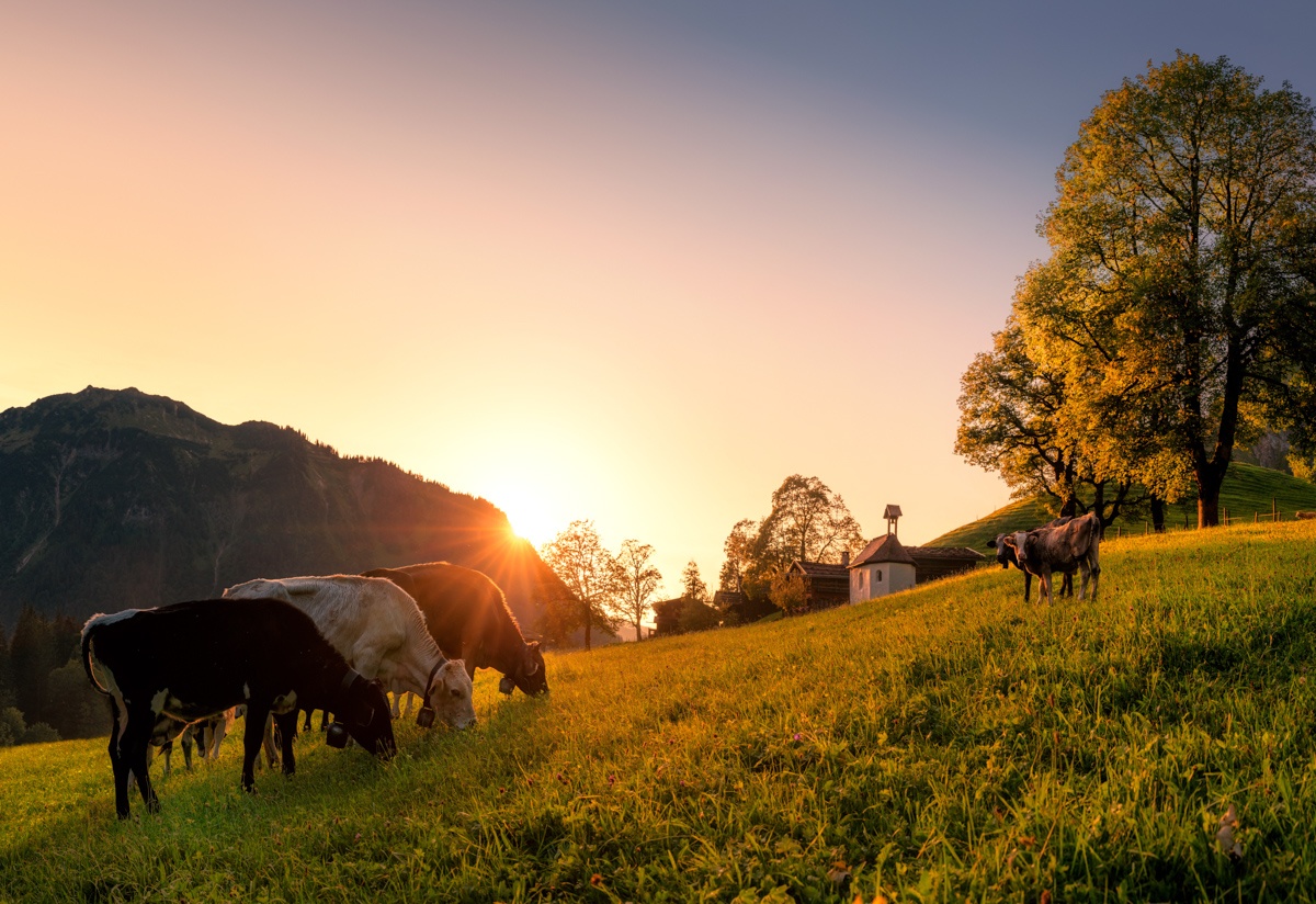 KUHBILDER - 3635 - 01a9c171 1 635 Sommer Allgäu Berge Kuh Bild Kuhbilder Oberstdorf Sonnenuntergang rot gerstruben dietersbach