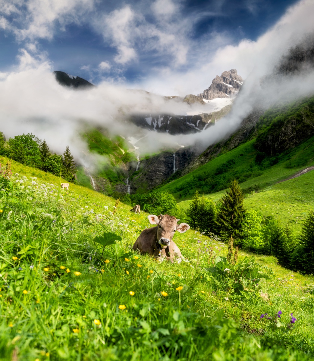 LIEBLINGSBILDER - 5622 - 945d5a58 1 622 Sommer Allgäu Berge Kuh Bild Kuhbilder blau grün Oberstdorf_