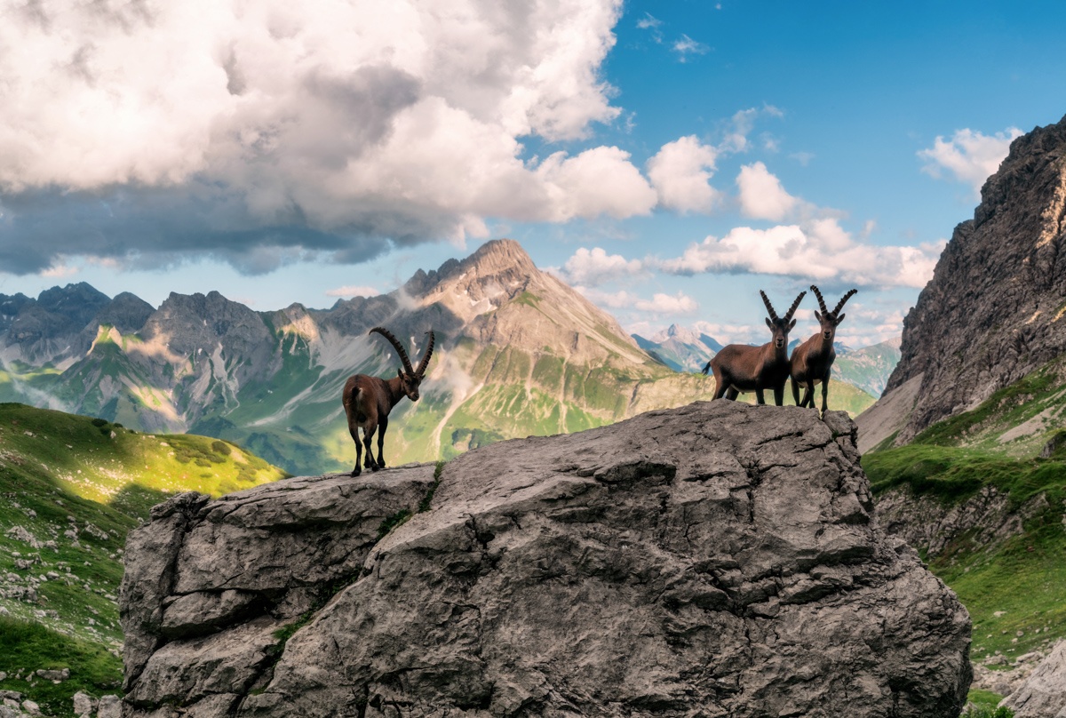 Steinbock - 1544 - 7fbd0815 1 544 steinbock steinböcke allgäu tier bilder grün braun blau grau