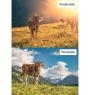 Kuhkalender 2026 Monate