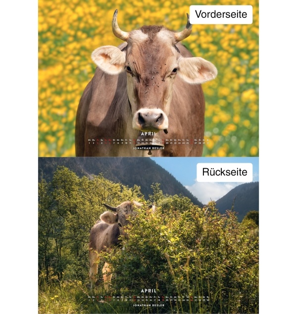 Kuhkalender 2026 Monate4