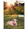 Kuhkalender 2026 Monate5