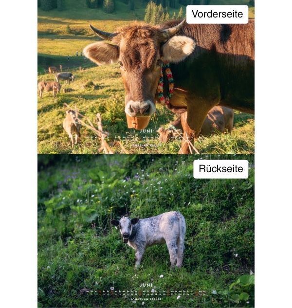 Kuhkalender 2026 Monate6