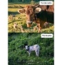 Kuhkalender 2026 Monate6