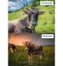 Kuhkalender 2026 Monate8