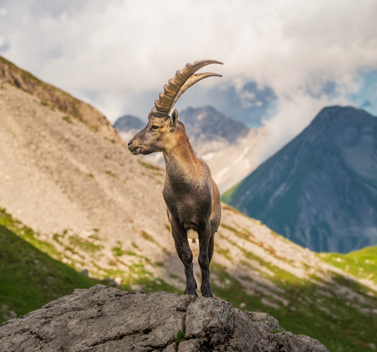 LIEBLINGSBILDER - 1790 - bc7efdbd 1 790 steinbock steinböcke allgäu tier bilder grün braun grau mindelheimer hütte Oberstdorf Bieberkopf